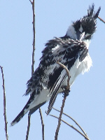 Pied Kingfisher Pied Kingfisher